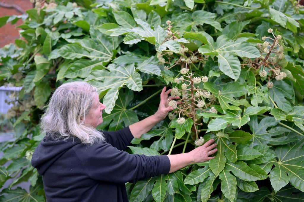 A woman with grey hair and a black jumper shows off a large paper plant situated within Forth Valley Sensory Centre's Kitchen Garden